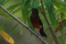 Oriole de la Martinique