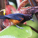 Oriole de la Martinique