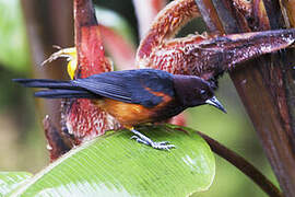 Martinique Oriole