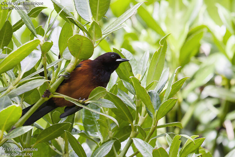 Oriole de la Martiniqueadulte