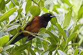 Oriole de la Martinique