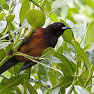 Oriole de la Martinique
