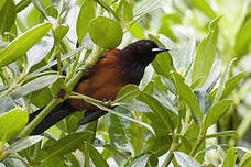 Oriole de la Martinique