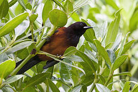 Martinique Oriole