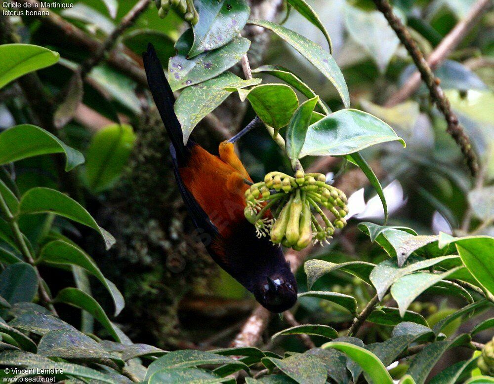 Oriole de Martinique adulte