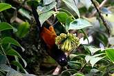 Oriole de Martinique
