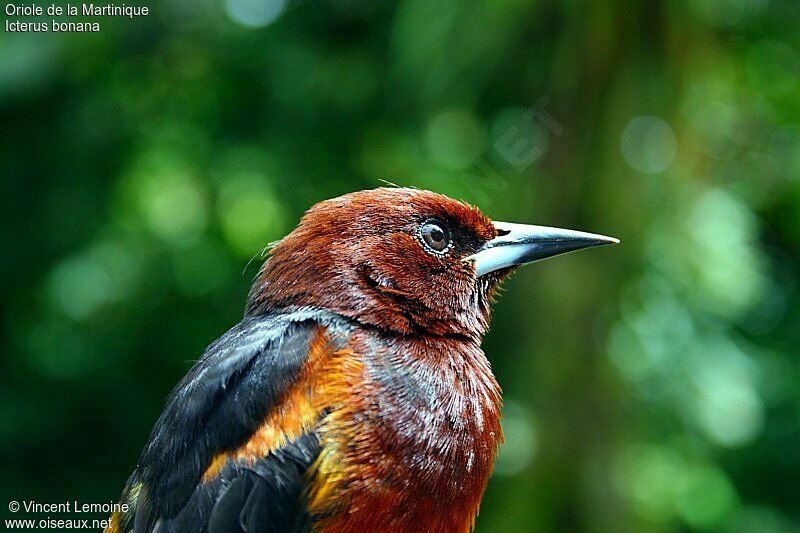 Oriole de Martinique