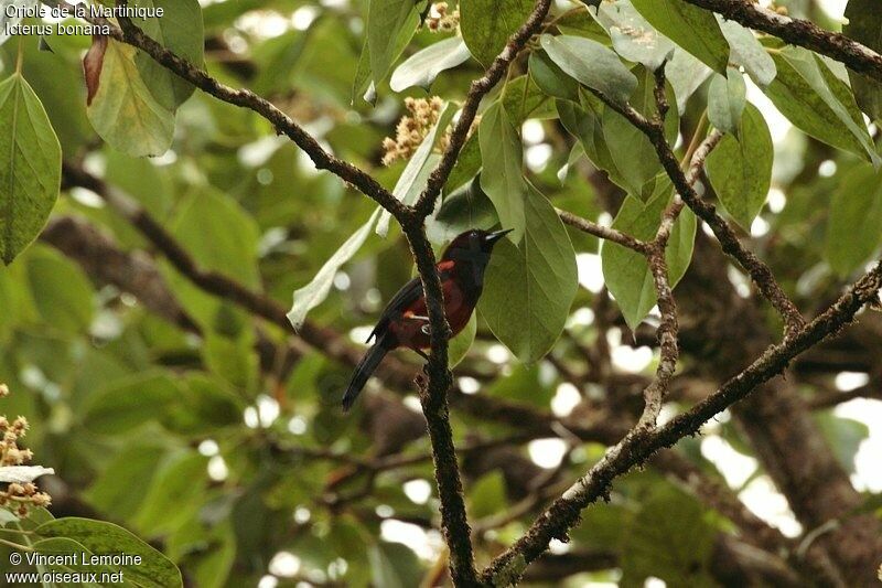 Oriole de Martinique