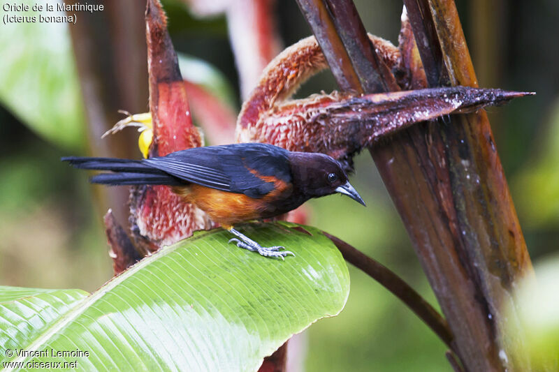 Oriole de Martinique