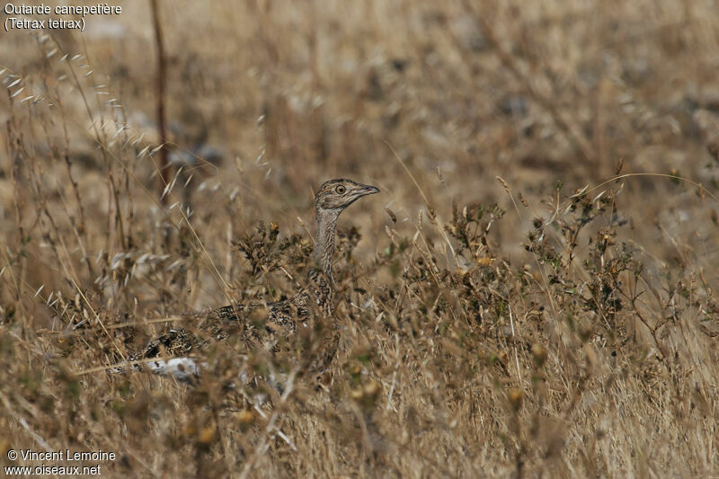 Little Bustardjuvenile