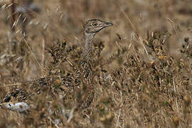 Little Bustard