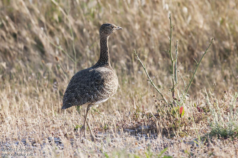 Little Bustard female adult