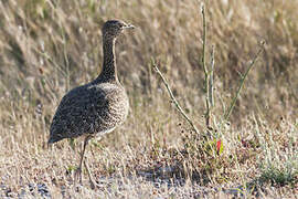 Little Bustard