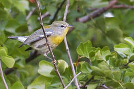 Northern Parula