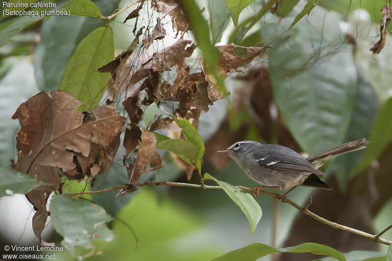 Plumbeous Warbleradult