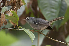 Plumbeous Warbler