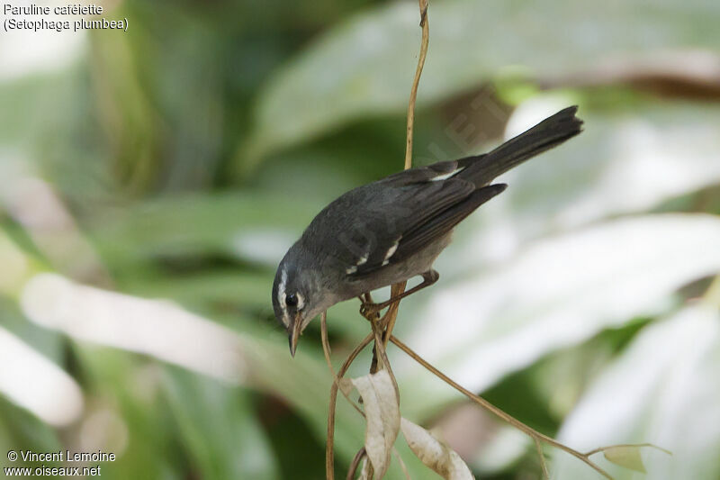 Plumbeous Warbleradult