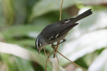 Paruline caféiette