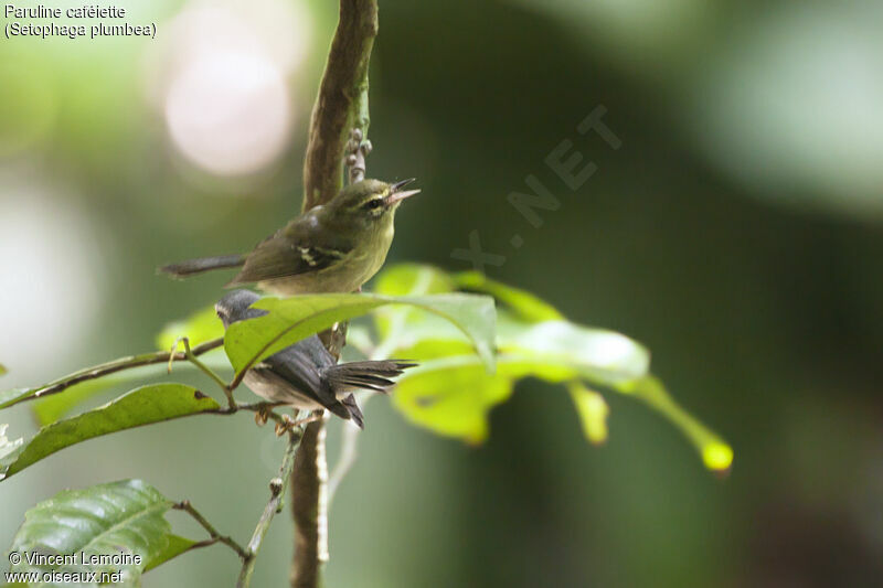 Plumbeous Warbler