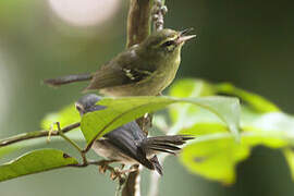 Plumbeous Warbler