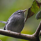 Paruline caféiette
