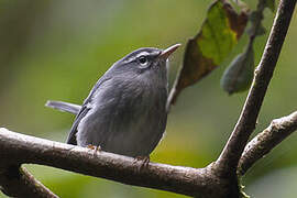 Plumbeous Warbler