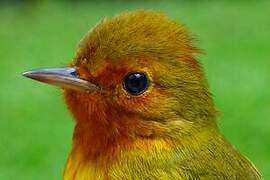 Mangrove Warbler