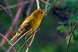 Mangrove Warbler