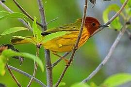 Paruline des mangroves