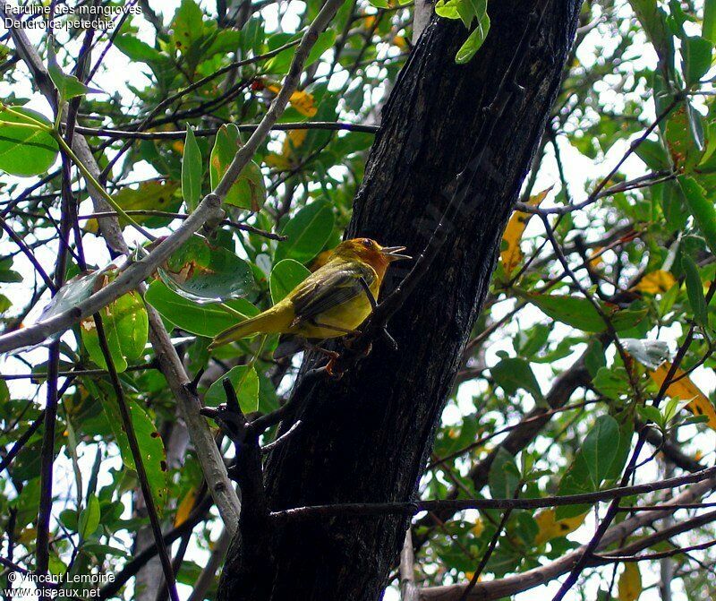 Paruline des mangroves mâle adulte nuptial, chant