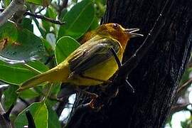 Mangrove Warbler