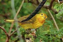 Mangrove Warbler