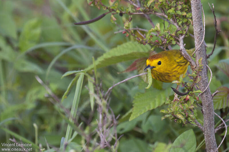 Mangrove Warbler male adult, habitat, pigmentation, courting display