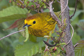 Mangrove Warbler