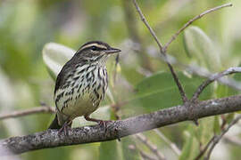 Northern Waterthrush