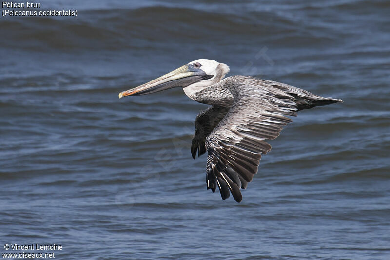 Brown Pelican