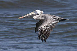 Brown Pelican