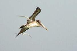 Brown Pelican