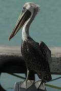 Brown Pelican