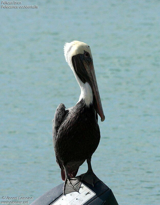 Brown Pelicanadult