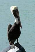 Brown Pelican