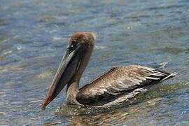 Brown Pelican