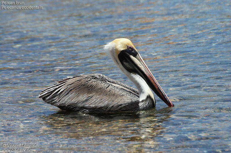 Brown Pelicanadult breeding