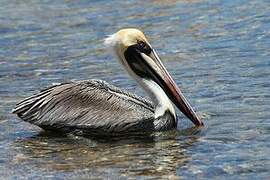 Brown Pelican