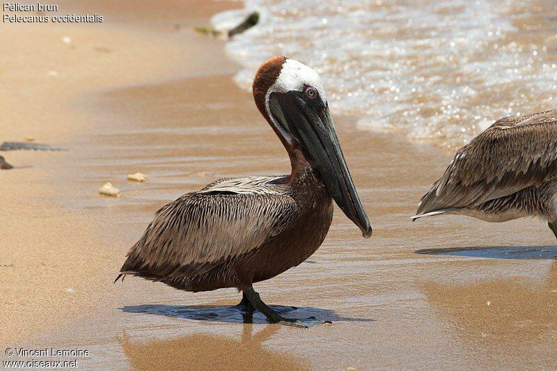 Brown Pelicanadult