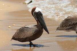 Brown Pelican