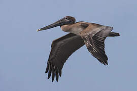 Brown Pelican