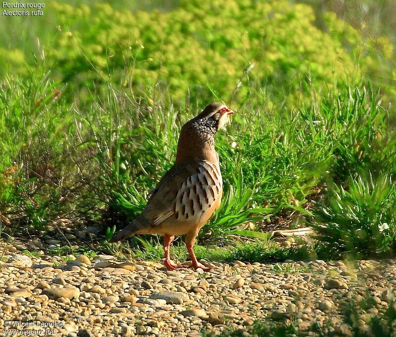 Red-legged Partridgeadult