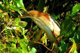 Least Bittern