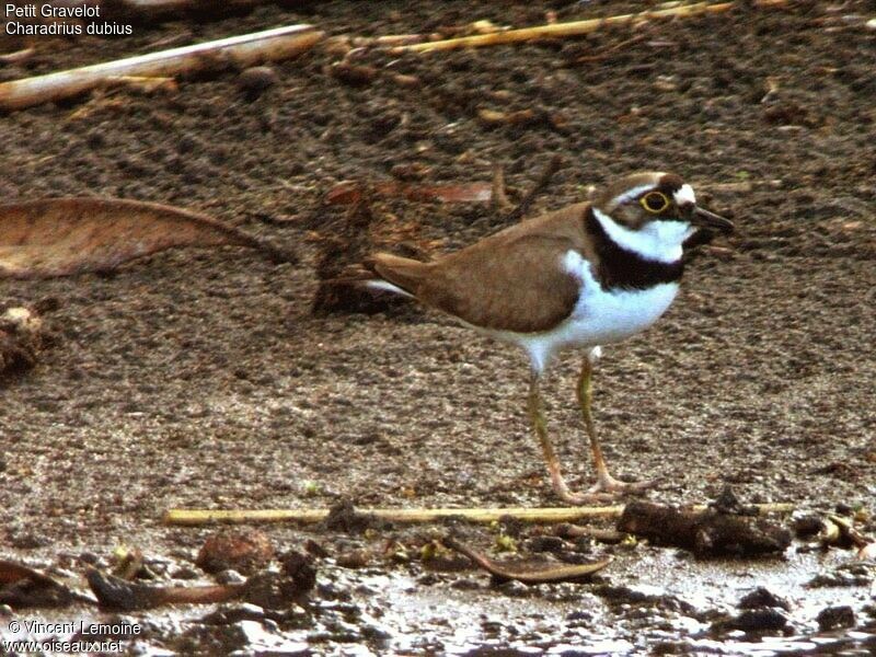 Little Ringed Plover